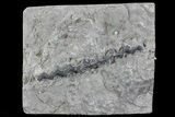 Archimedes Screw Bryozoan Fossil - Illinois #74309-1